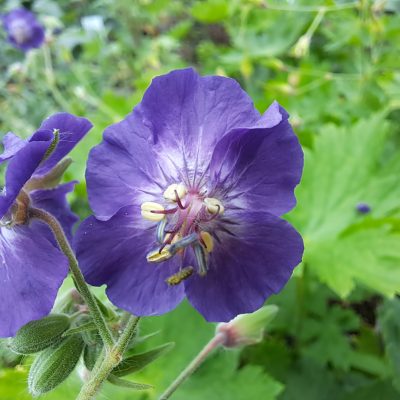GERANIUM phaeum 'Lily Lovell'