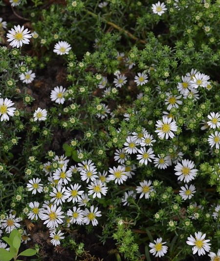 SYMPHYOTRICHUM ericoides f. prostratus 'Snow Flurry' (Mail Order)