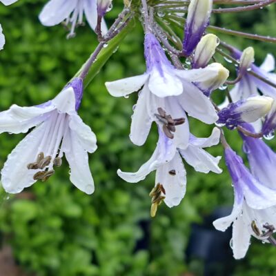 AGAPANTHUS 'Fireworks' (Mail Order)