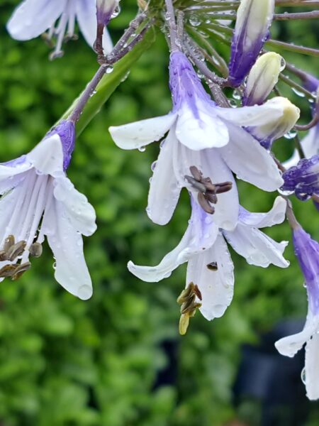 AGAPANTHUS 'Fireworks' (Mail Order)