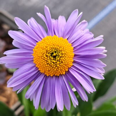 ASTER tongolensis 'Wartburgstern'