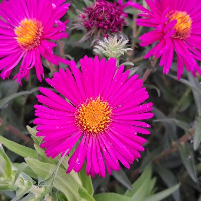SYMPHYOTRICHUM novae-angliae 'Beth Picton'