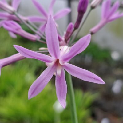TULBAGHIA violacea (Mail Order)