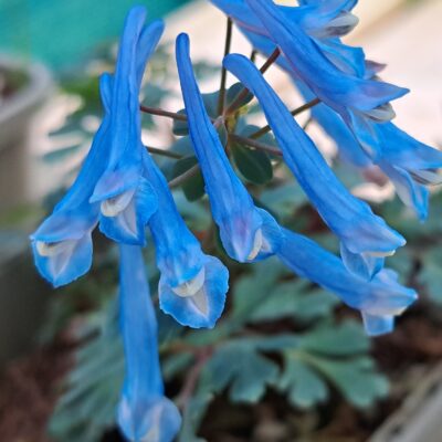 CORYDALIS curviflora subsp. rosthornii 'Blue Heron'