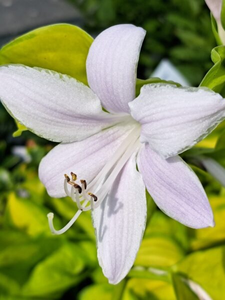 HOSTA ' Stained Glass' - Image 2