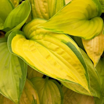 HOSTA ' Stained Glass'
