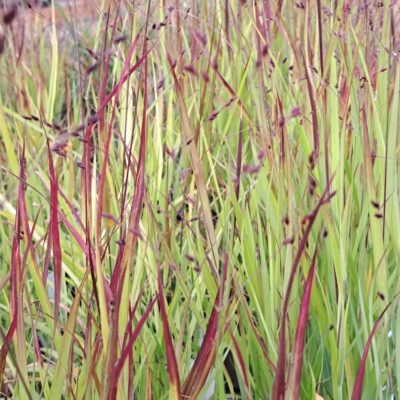 PANICUM virgatum 'Sangria'
