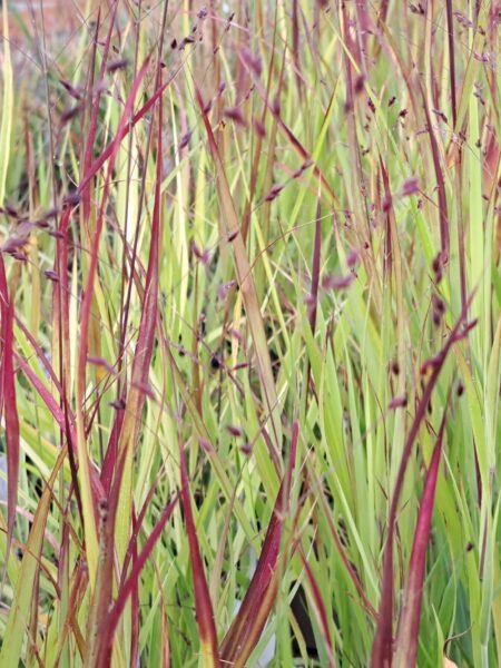 PANICUM virgatum 'Sangria'