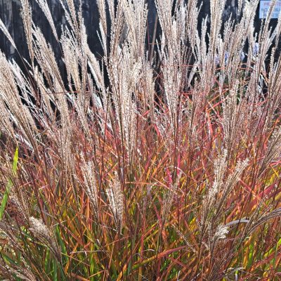 MISCANTHUS sinensis 'Purple Fall'