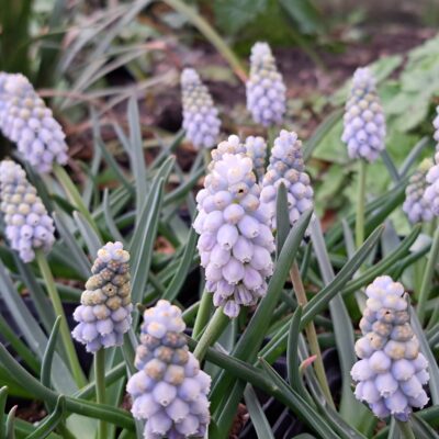 MUSCARI 'Pepperment'
