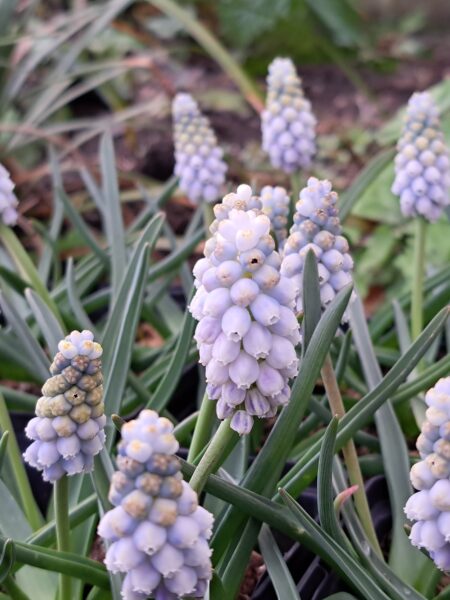MUSCARI 'Pepperment'