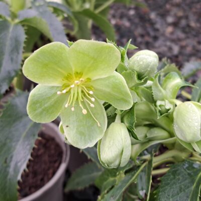 HELLEBORUS argutifolius