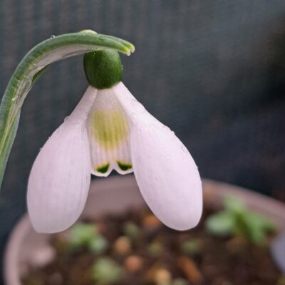GALANTHUS 'Cliff Curtis'