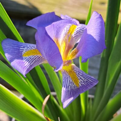 IRIS lazica.