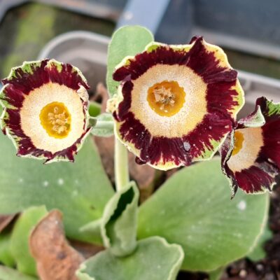 PRIMULA auricula 'Rhubarb Rock'