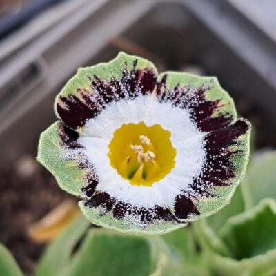 Primula auricula 'Raleigh Stripe'