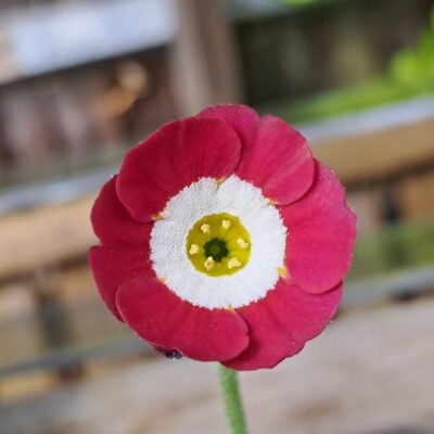 PRIMULA auricula 'Strawberry Fields'
