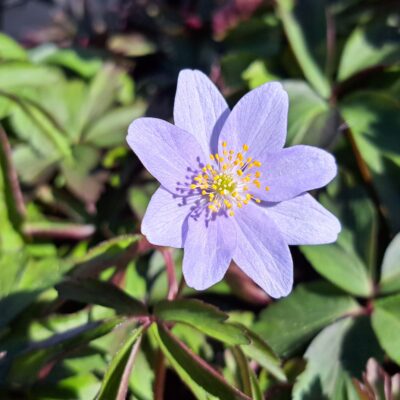 ANEMONE nemorosa 'Jack Brownless'