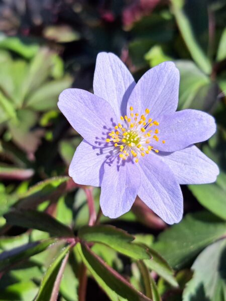 ANEMONE nemorosa 'Jack Brownless'