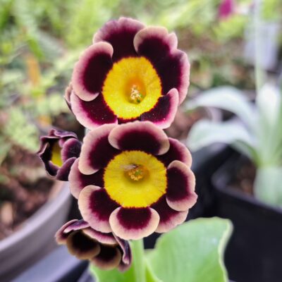 PRIMULA auricula 'Ashcliffe Gem'