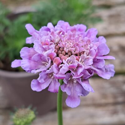 SCABIOSA columbaria 'Flutter Deep Blue'