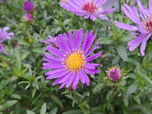 SYMPHYOTRICHUM 'Wood's Purple'
