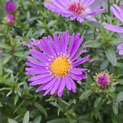 SYMPHYOTRICHUM 'Wood's Purple'
