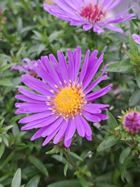 SYMPHYOTRICHUM 'Wood's Purple'