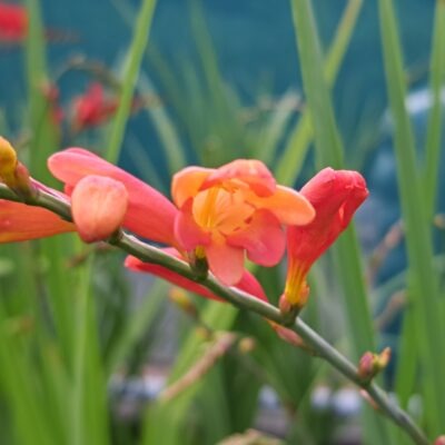 CROCOSMIA pottsii 'Culzean Pink'