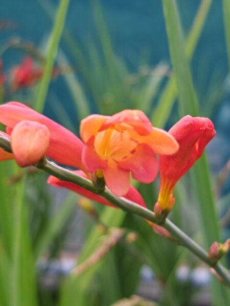CROCOSMIA pottsii 'Culzean Pink'