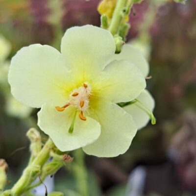 VERBASCUM (Cotswold Group) 'Gainsborough'