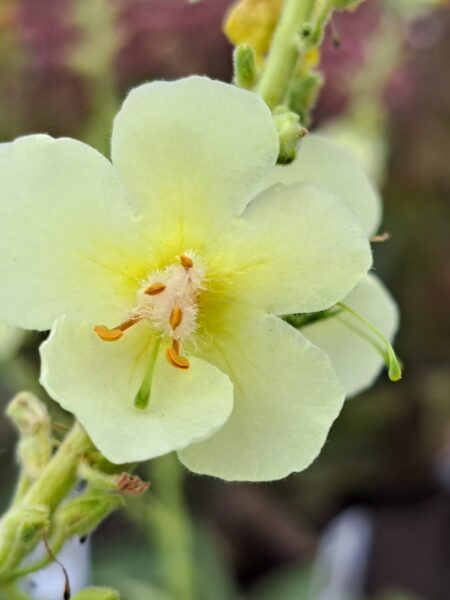 VERBASCUM (Cotswold Group) 'Gainsborough'