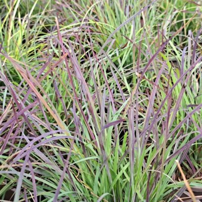 SCHIZACHYRIUM scoparium 'Twilight Zone'