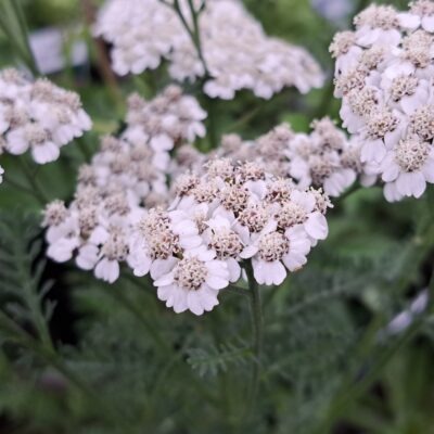 ACHILLEA millefolium 'New Vintage White' (Mail Order)