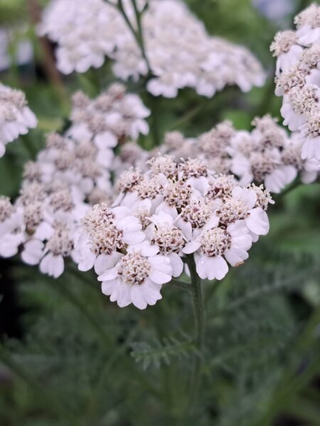 ACHILLEA millefolium 'New Vintage White' (Mail Order)