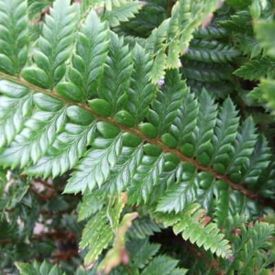 POLYSTICHUM neolobatum