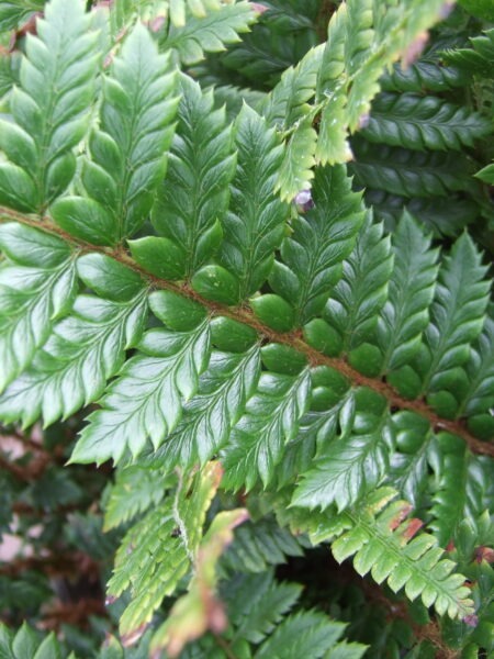 POLYSTICHUM neolobatum (Mail Order)