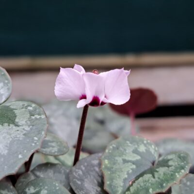 CYCLAMEN alpinum f. leucanthum