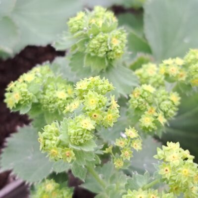 ALCHEMILLA mollis 'Robustica'