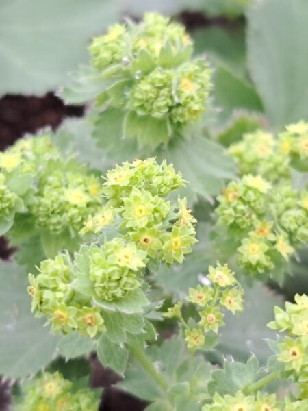 ALCHEMILLA mollis 'Robustica'
