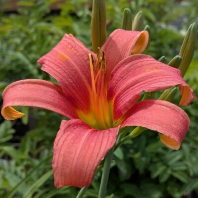 HEMEROCALLIS 'Pink Damask'