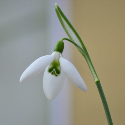 GALANTHUS 'Peg Sharples'