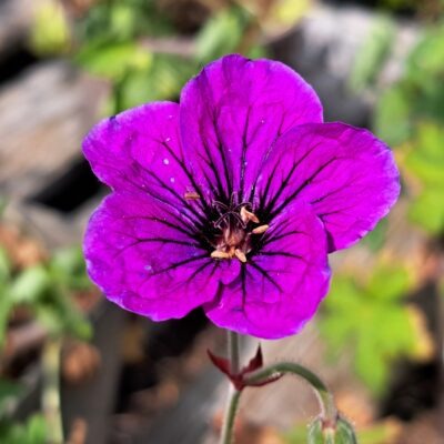 GERANIUM 'Eva'