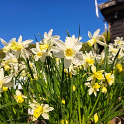 NARCISSUS 'Sailboat'