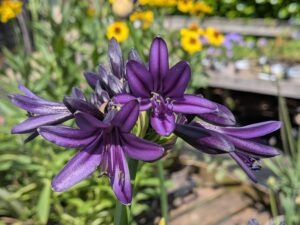 AGAPANTHUS 'Blackjack'