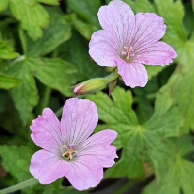 GERANIUM x oxonianum 'Lambrook Gillian'