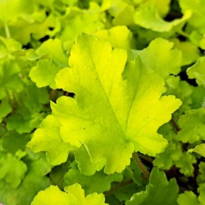 HEUCHERA 'Lime Marmalade'